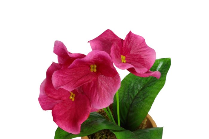 Flor en Maceta Pequeña - Imagen 3