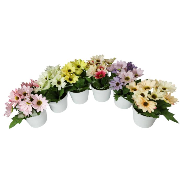 955194-01 Margaritas en Maceta Blanca 19cm - Imagen 1