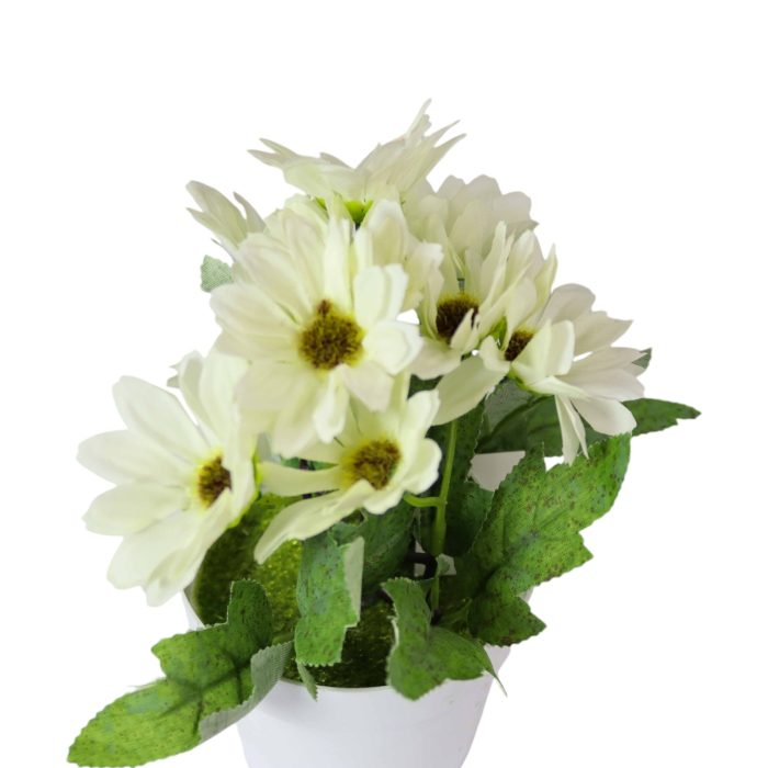 955194-05 Margaritas en Maceta Blanca 19cm - Imagen 5