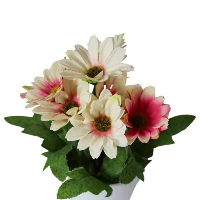 955194-09 Margaritas en Maceta Blanca 19cm - Imagen 9