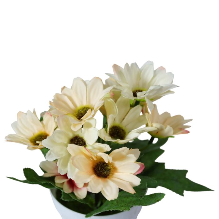 955194-11 Margaritas en Maceta Blanca 19cm - Imagen 11