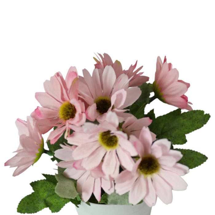 955194-13 Margaritas en Maceta Blanca 19cm - Imagen 13