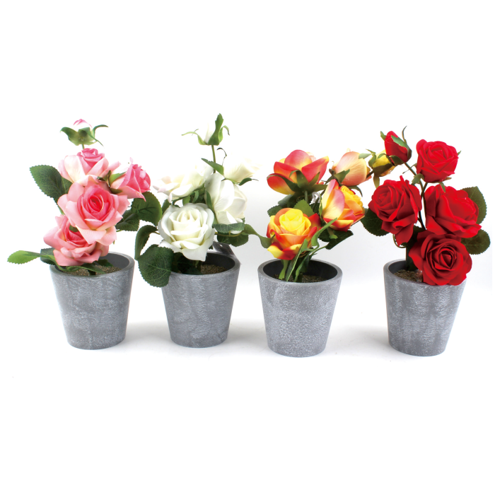 Rosas en Maceta 25cm - Imagen 1