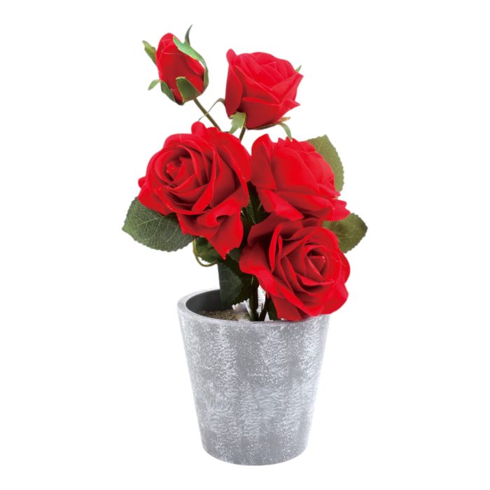 Rosas en Maceta 25cm - Imagen 2