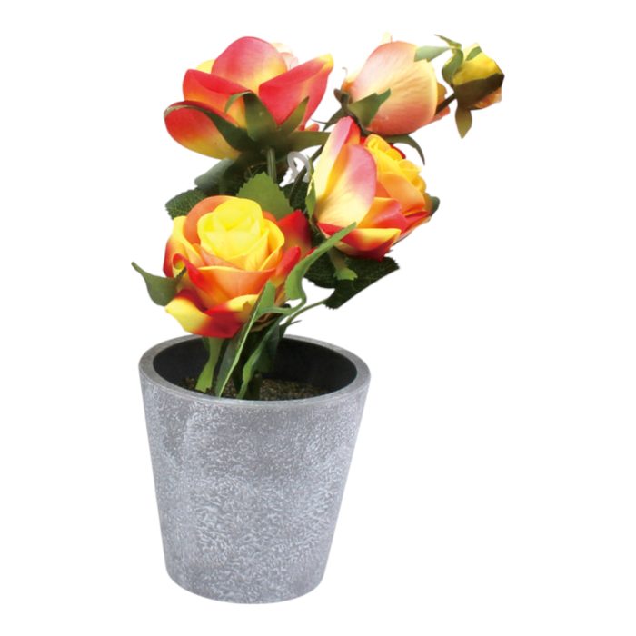 Rosas en Maceta 25cm - Imagen 3