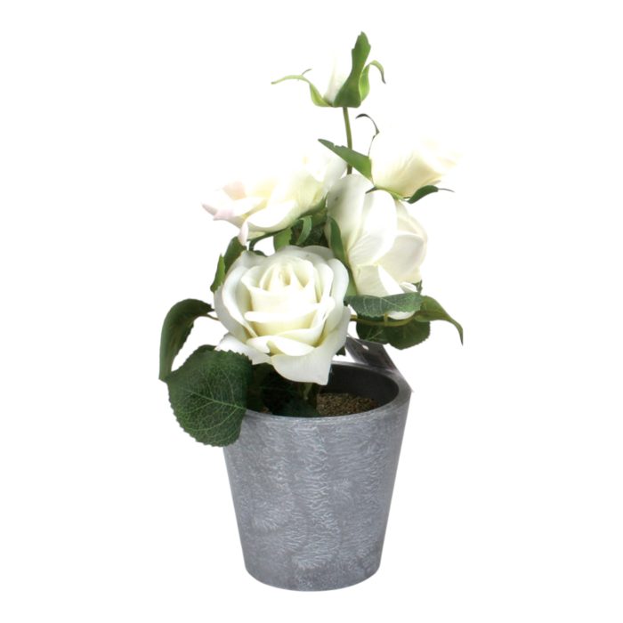 Rosas en Maceta 25cm - Imagen 4