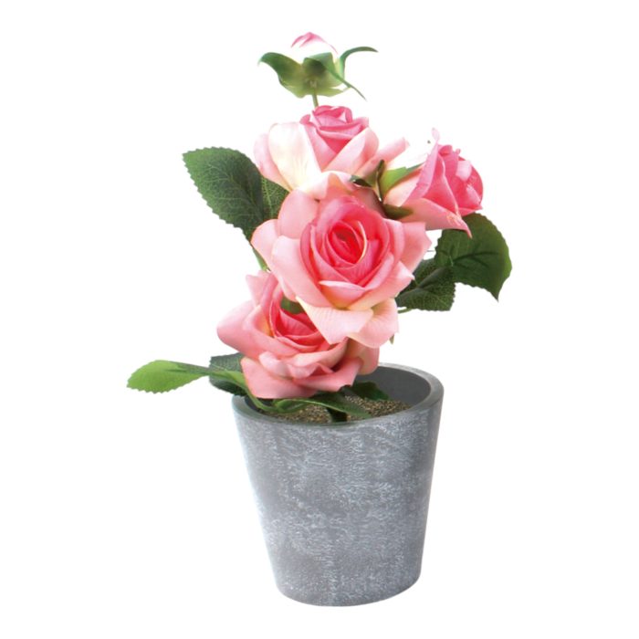 Rosas en Maceta 25cm - Imagen 5