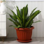 Maceta plastico 14 x 11 cm - Imagen 3