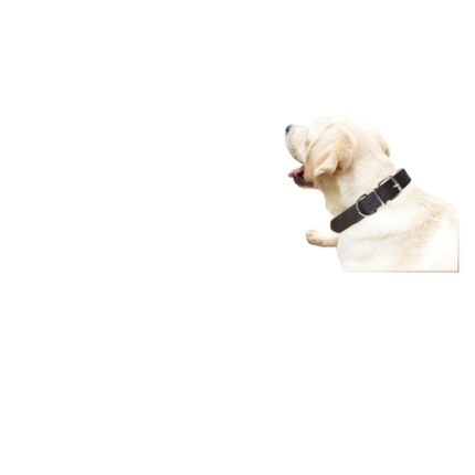 4# Collar De Cuero Para Mascotas