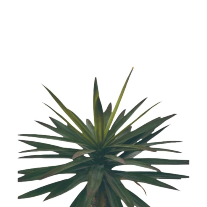 Yuca Con Cola De Fénix, Gran Buda Du Pagoda De 80Cm (Sin Chasis), Planta Verde Simulada - Imagen 2