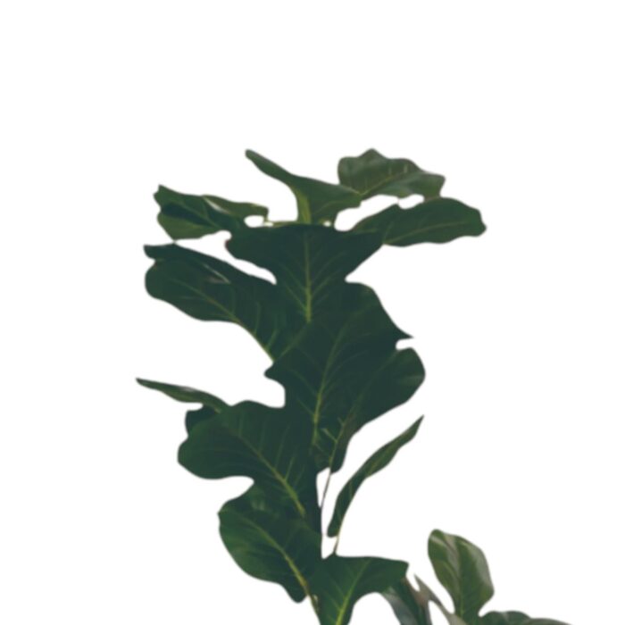 62702726 Planta Verde Simulada De Higo De Hoja De Piano De Poste Pequeño De 1,25 M (Sin Chasis) - Imagen 6